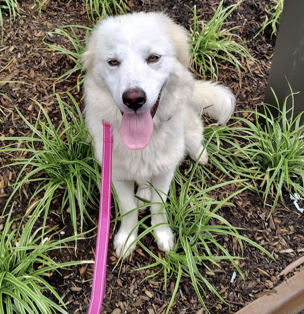 adoptable Dog in Brooklyn, NY named Annie