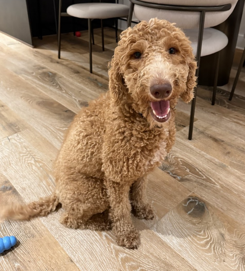 adoptable Dog in Brooklyn, NY named Ziti