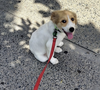 adoptable Dog in brooklyn, NY named Noodle