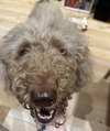 adoptable Dog in  named Penne