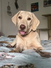 adoptable Dog in brooklyn, NY named Lydia