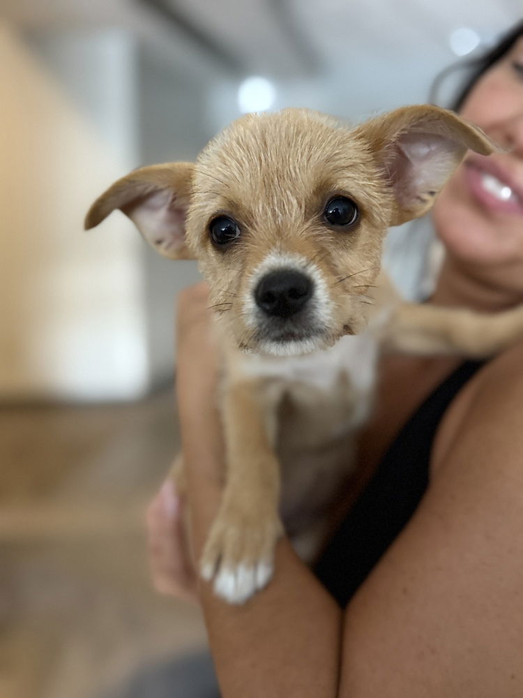adoptable Dog in Brooklyn, NY named Rotini