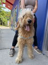adoptable Dog in  named Orzo
