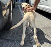 adoptable Dog in  named Lucy