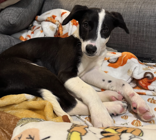 picture of the dog needing adoption
