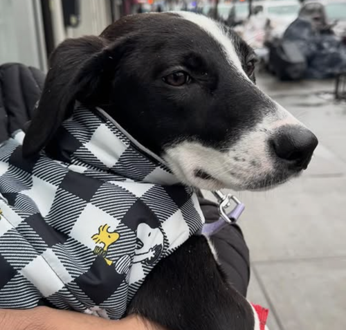 OREO - Hound available for adoption