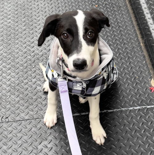 OREO - Hound available for adoption