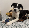 Oreo - Photo 3