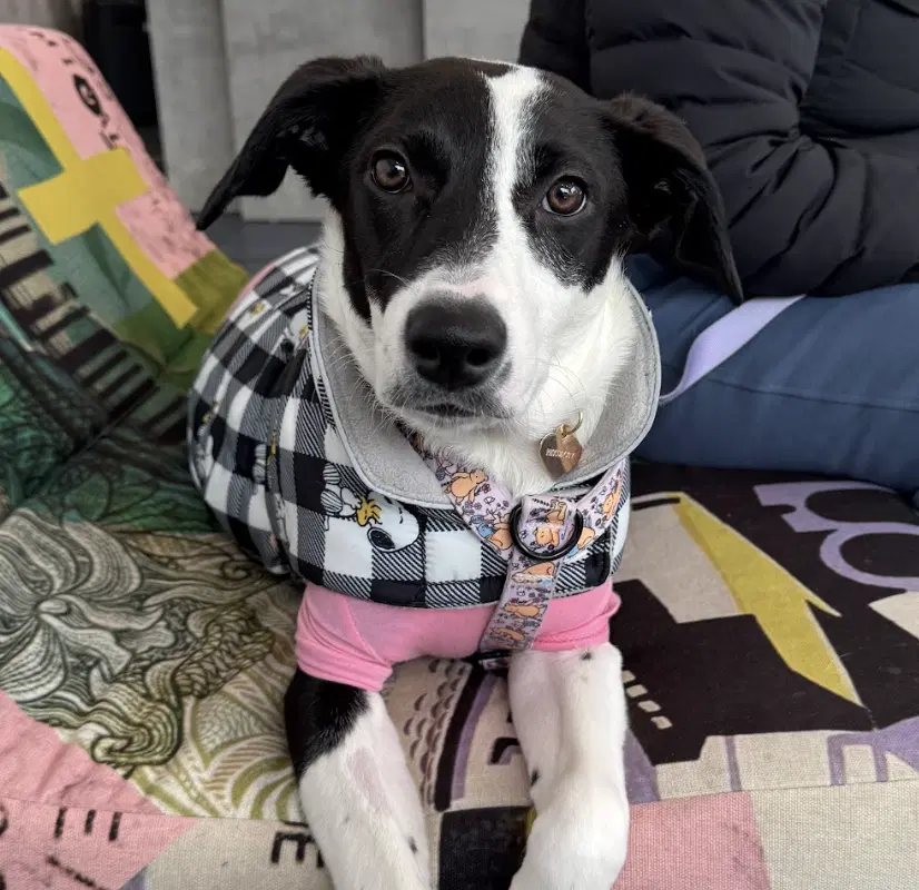 Oreo - Hound