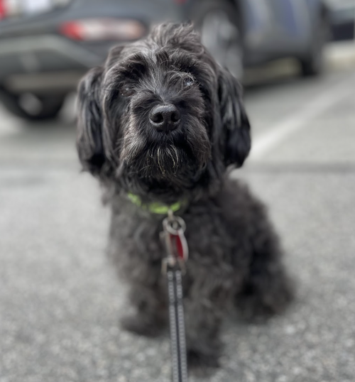 picture of the dog needing adoption