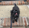 Toto - Photo 2