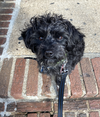 Toto - Photo 4
