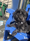 Toto - Photo 1