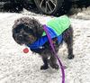 Toto - Photo 2