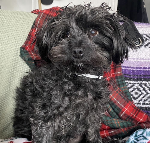 Toto, an adoptable Terrier in Brooklyn, NY