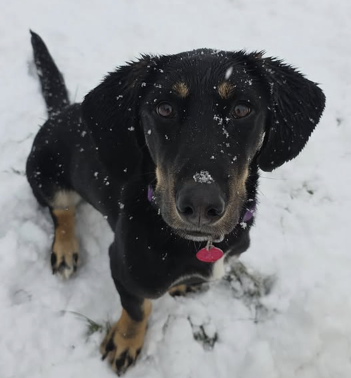 picture of the dog needing adoption