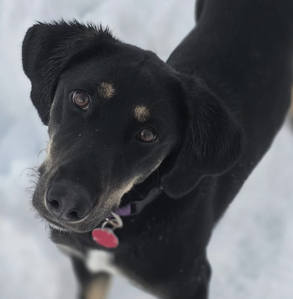 Hound