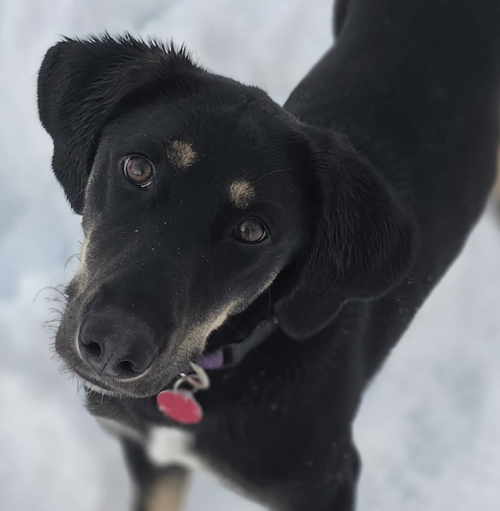 picture of the dog needing adoption