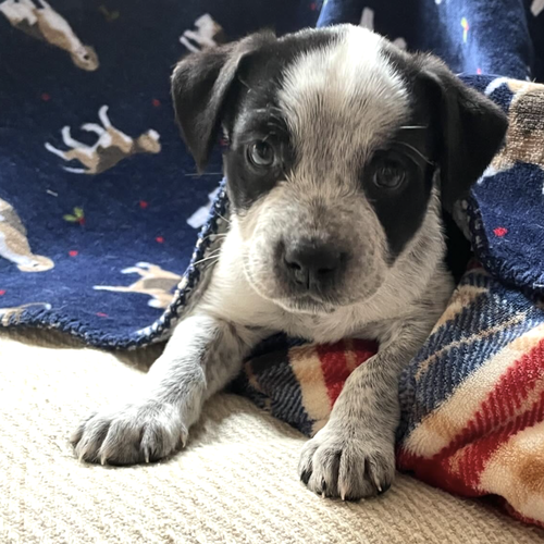 picture of the dog needing adoption
