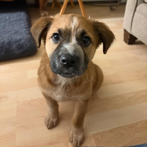 picture of the dog needing adoption