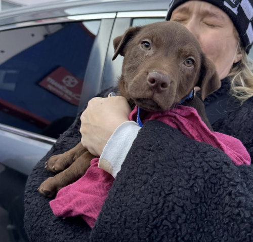 picture of the dog needing adoption