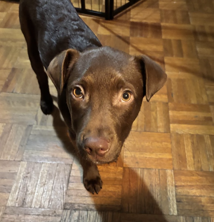 Rolo