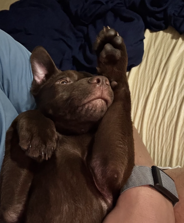 Rolo