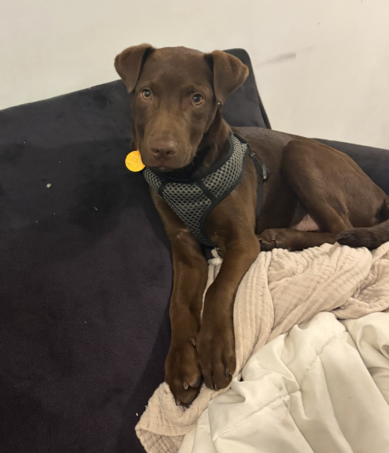 Rolo