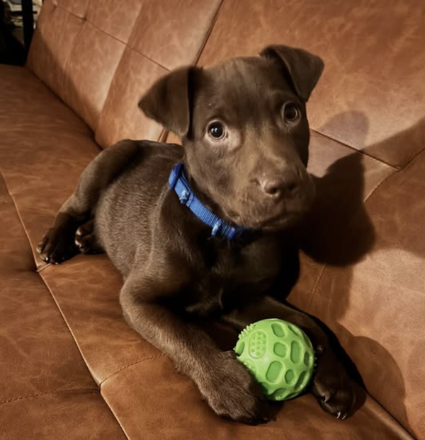 Rolo