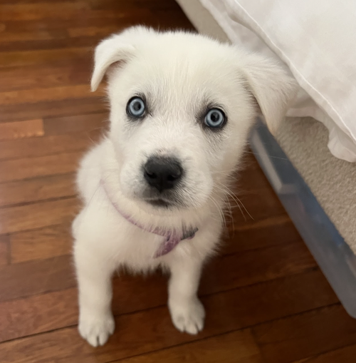 picture of the dog needing adoption