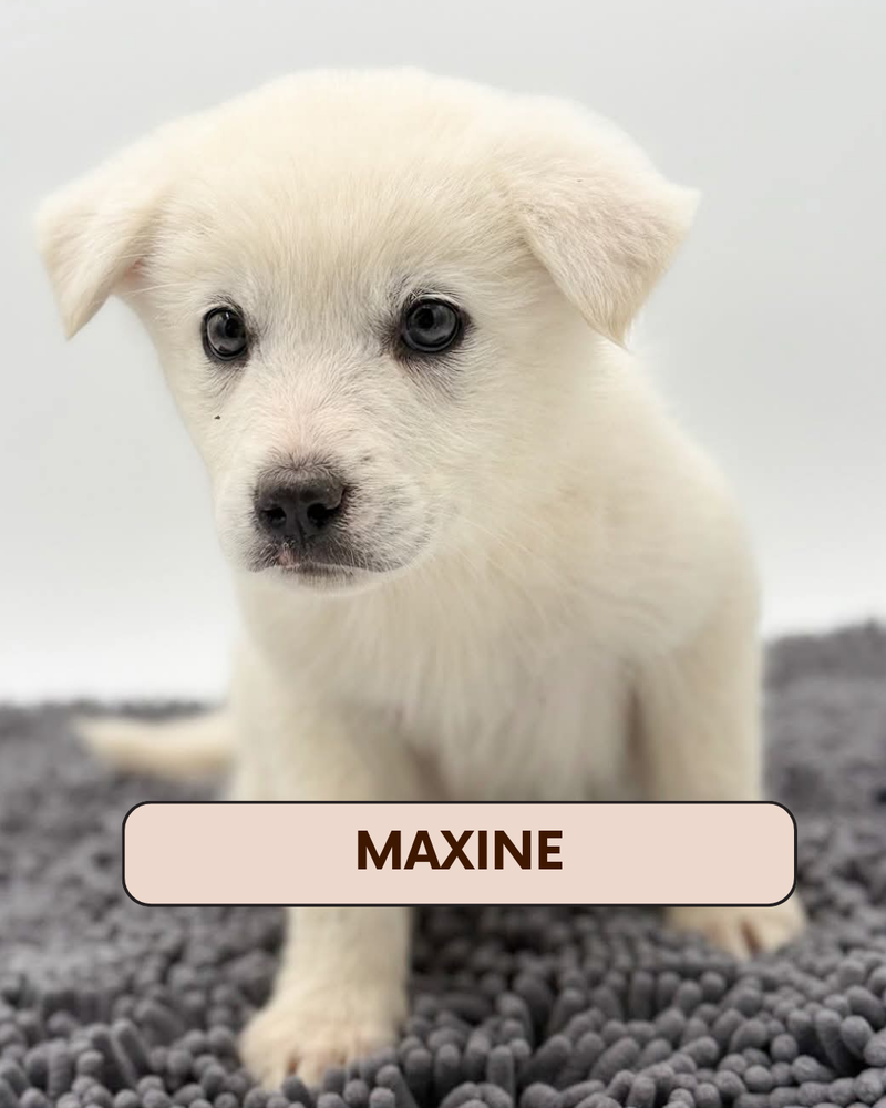 Maxine