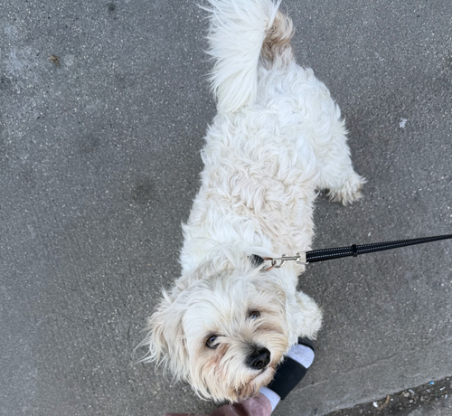 GHOST MALONE - Spaniel / Terrier available for adoption