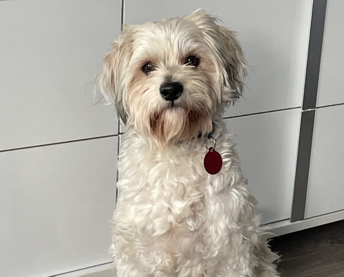 picture of the dog needing adoption