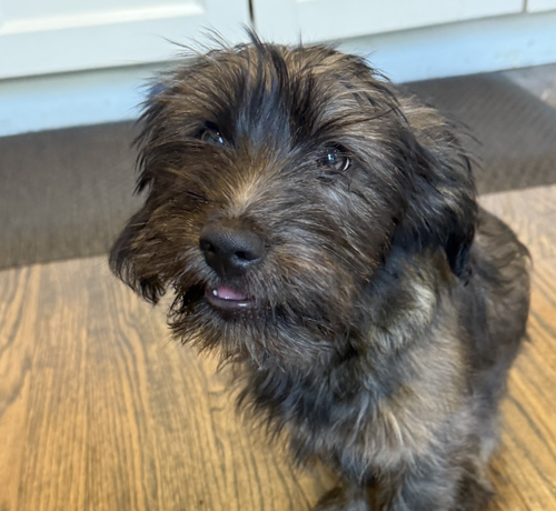 BEANIE - Dachshund / Yorkshire Terrier Yorkie available for adoption