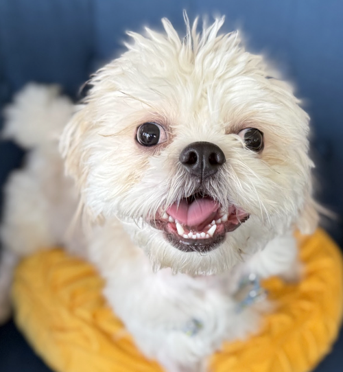 Gizmo, an adoptable Shih Tzu in Brooklyn, NY