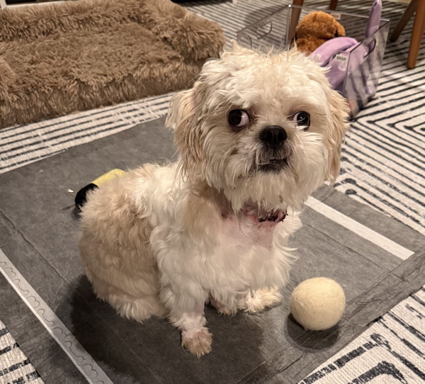 Gizmo