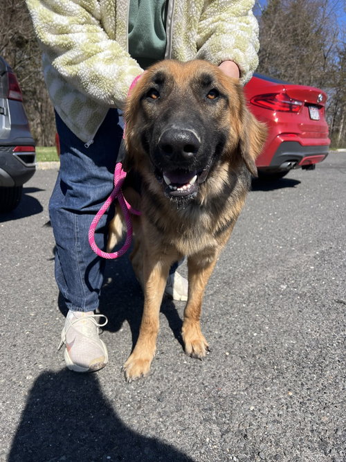 picture of the dog needing adoption