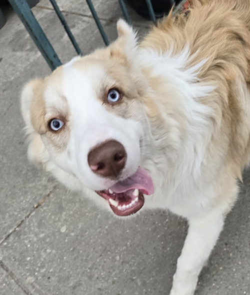 Braxton, an adoptable Golden Retriever in Brooklyn, NY