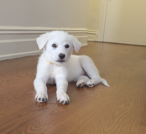 Minnie, an adoptable Great Pyrenees in Brooklyn, NY