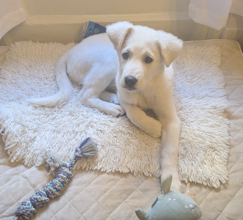 Minnie, an adoptable Great Pyrenees in Brooklyn, NY