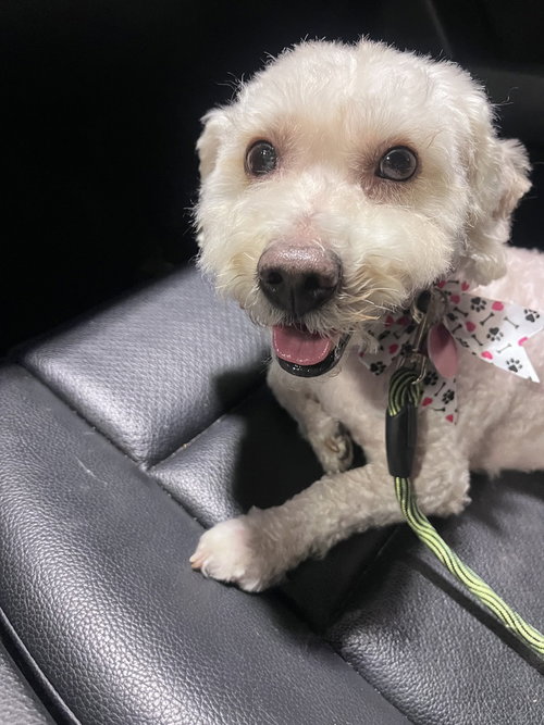 Happy, an adoptable Poodle in Brooklyn, NY