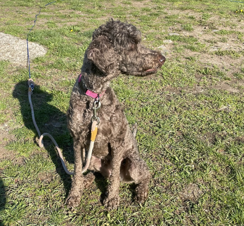 Ruby photo 2