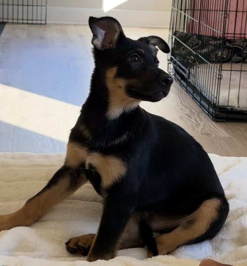 Kodak, an adoptable German Shepherd Dog in Brooklyn, NY