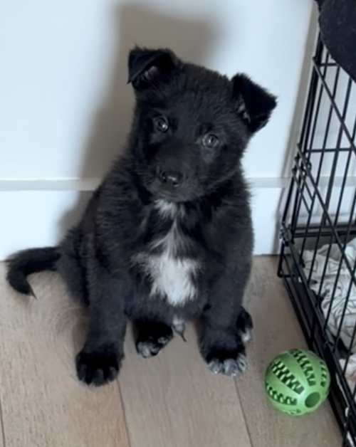 Karter, an adoptable German Shepherd Dog in Brooklyn, NY
