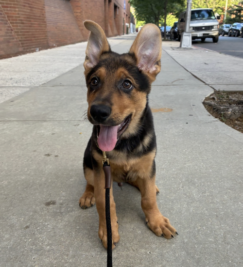 King, an adoptable German Shepherd Dog in Brooklyn, NY
