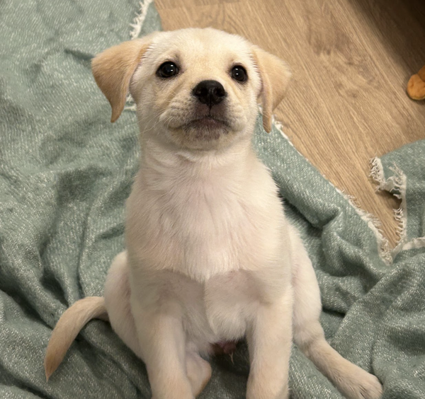 Nolan