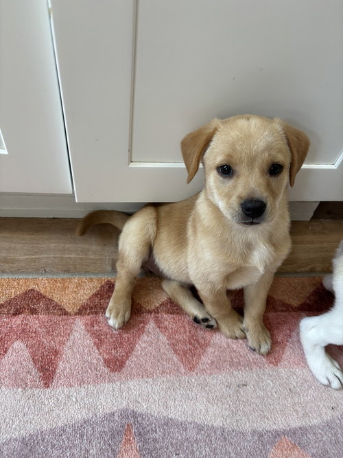 Naya, an adoptable Golden Retriever in Brooklyn, NY