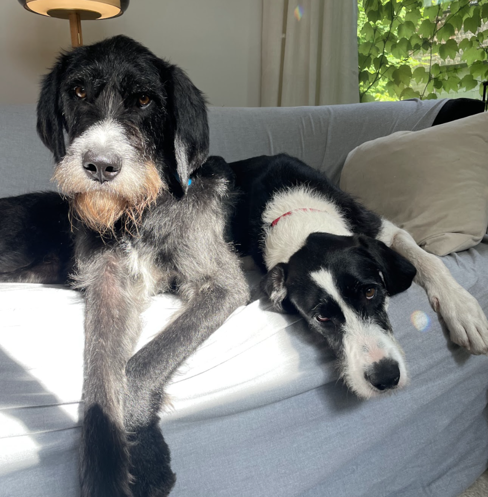 Georgie and Stella
