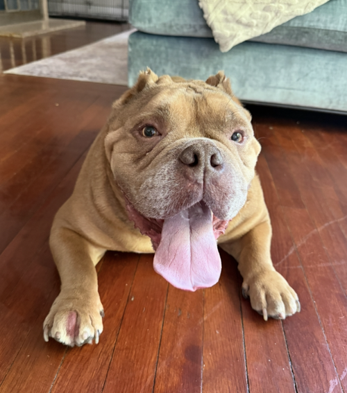Porkchop, an adoptable Bulldog in Brooklyn, NY