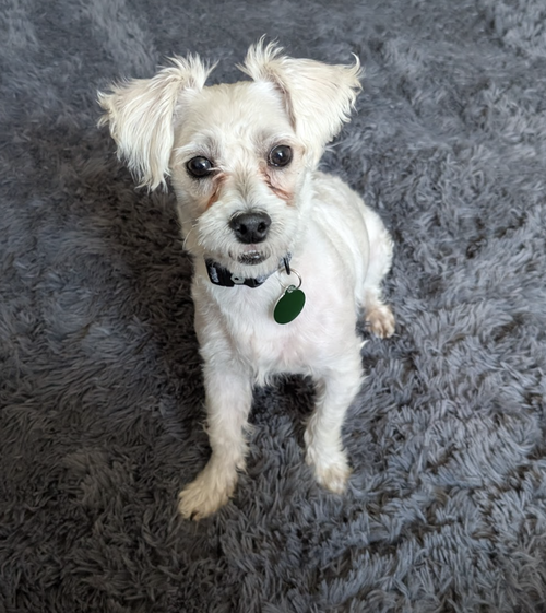 Luke, an adoptable Poodle in Brooklyn, NY